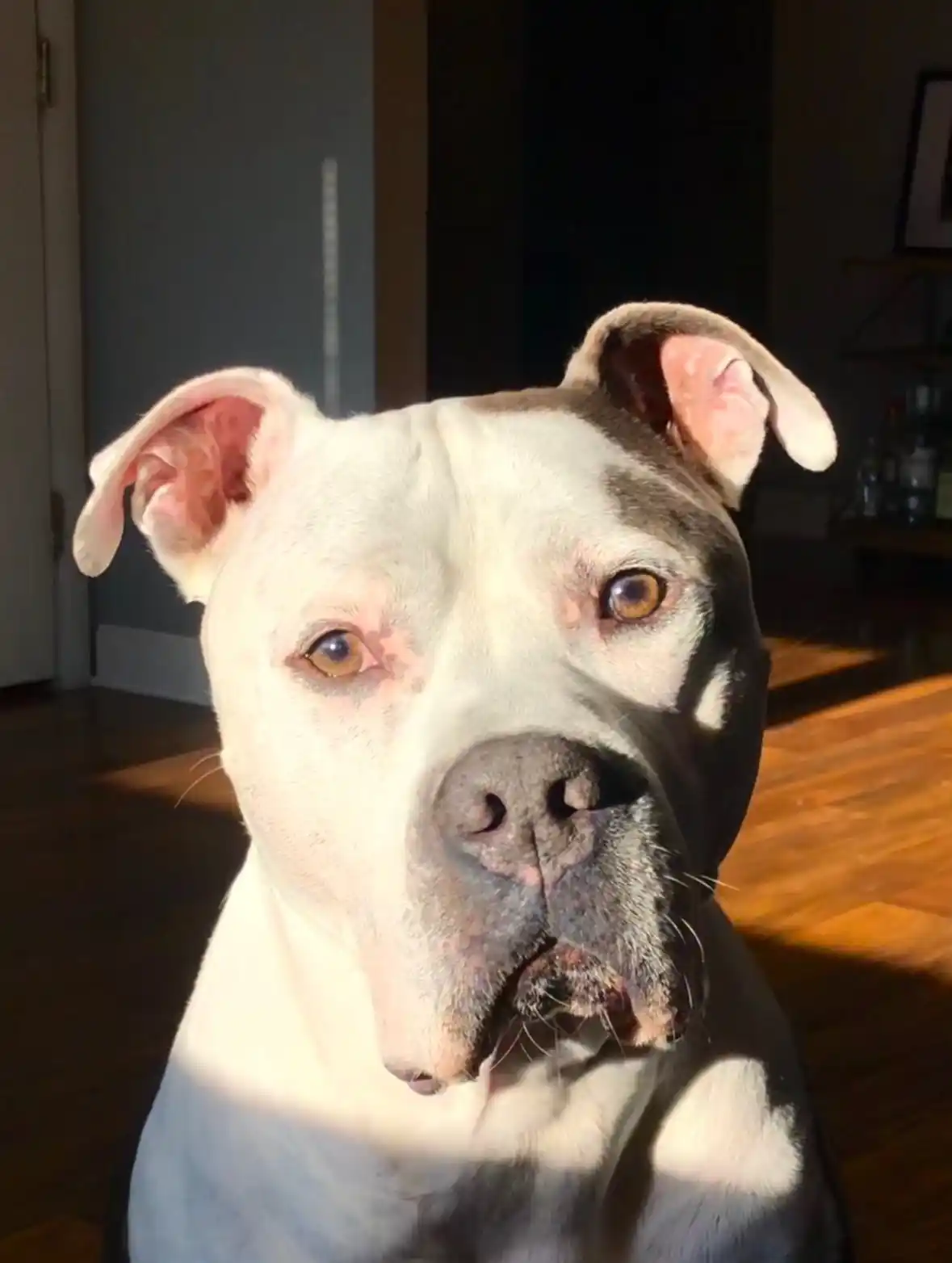 Micky - The company's namesake, an 11-year-old American Bulldog